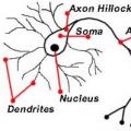 Расположение нервных клеток